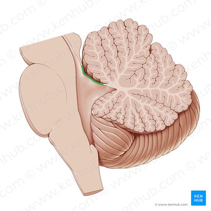 Velum medullare superius (Oberes Marksegel); Bild: Paul Kim