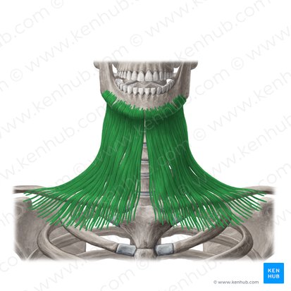 Platysma muscle (Musculus platysma); Image: Yousun Koh
