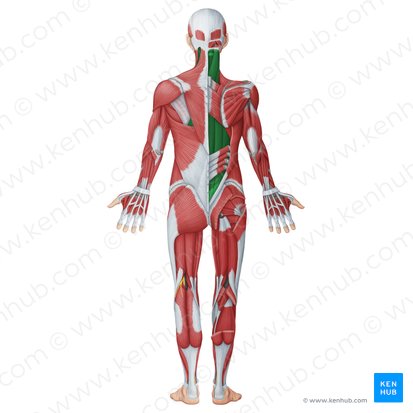 Musculi profundi dorsi (Autochthone Rückenmuskulatur); Bild: Irina Münstermann