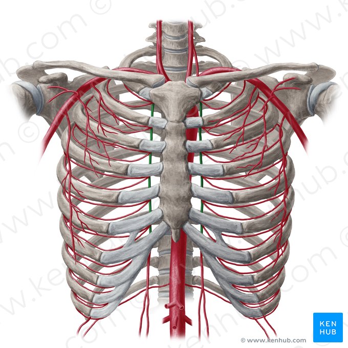 Internal thoracic artery (Arteria thoracica interna); Image: Yousun Koh