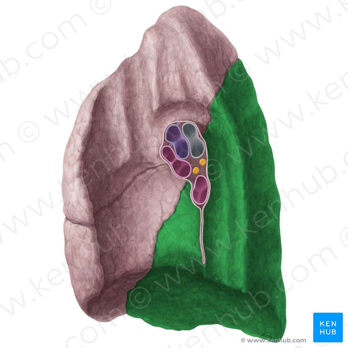 Lobus inferior pulmonis dextri (Unterlappen der rechten Lunge); Bild: Yousun Koh