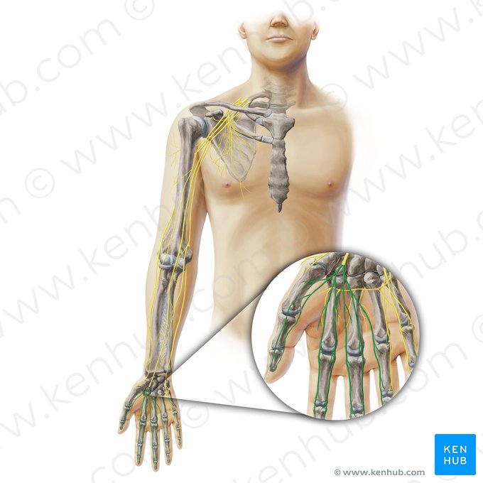 Digital branches of median nerve (Rami digitales nervi mediani); Image: Paul Kim