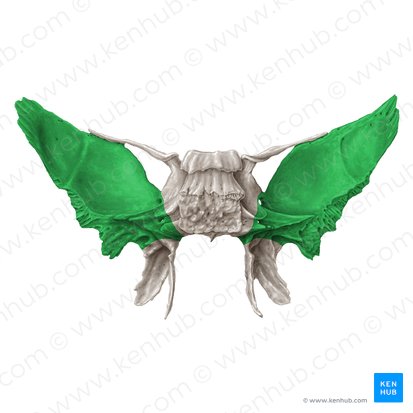 Greater wing of sphenoid bone (Ala major ossis sphenoidalis); Image: Samantha Zimmerman
