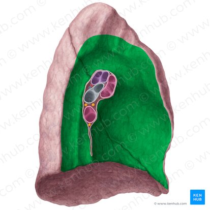 Mediastinal surface of left lung (Facies mediastinalis pulmonis sinistri); Image: Yousun Koh