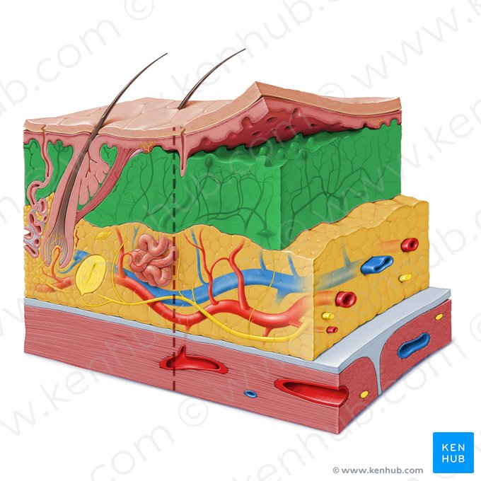 Derme (Dermis); Imagem: Paul Kim
