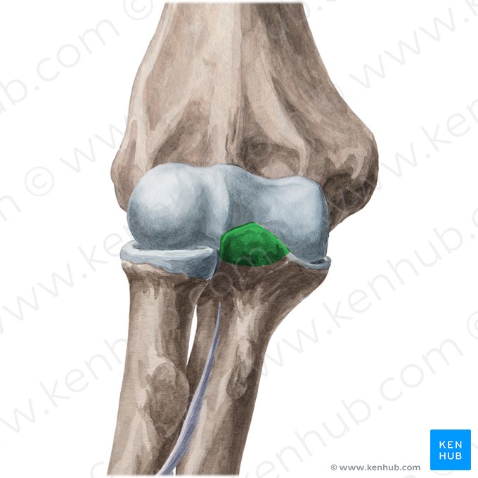 Coronoid process of ulna (Processus coronoideus ulnae); Image: Yousun Koh