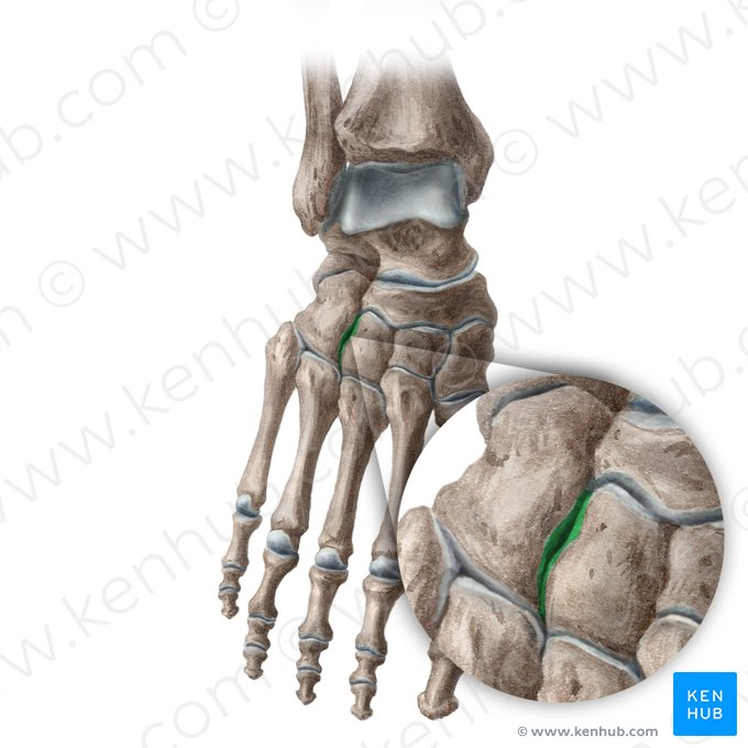 Cuneocuboid joint (Articularis cuneocuboidea); Image: Liene Znotina