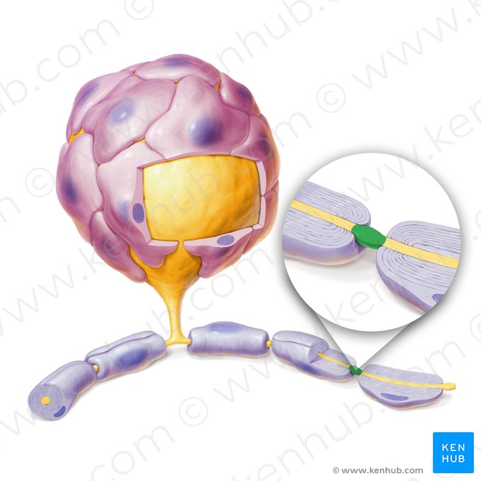 Intumescencia nodal del axón (Intumescentia nodalis axoni); Imagen: Paul Kim