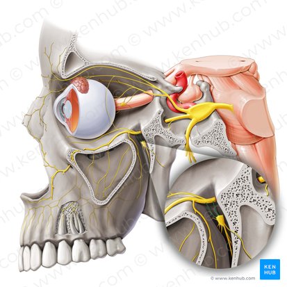 Rami ganglionici pterygopalatini nervi maxillaris (Flügelgaumenganglionäste des Oberkiefernervs); Bild: Paul Kim