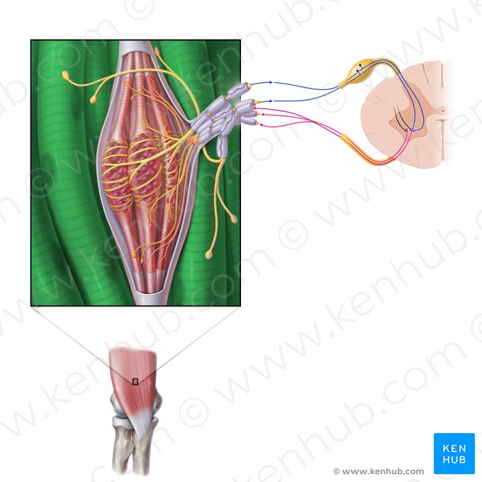 Extrafusal muscle fiber (Myofibra extrafusalis); Image: Paul Kim