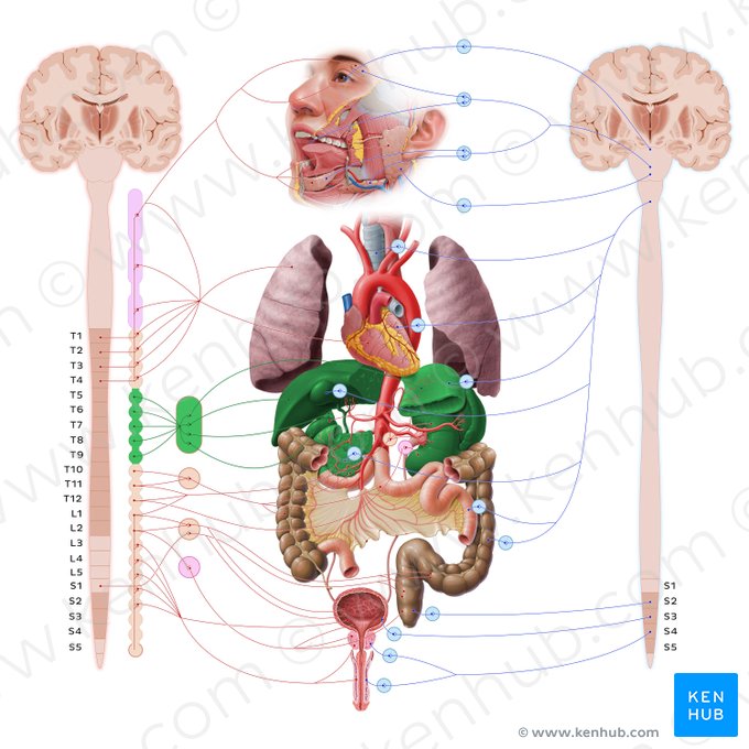 Greater thoracic splanchnic nerve (Nervus splanchnicus thoracicus major); Image: Paul Kim