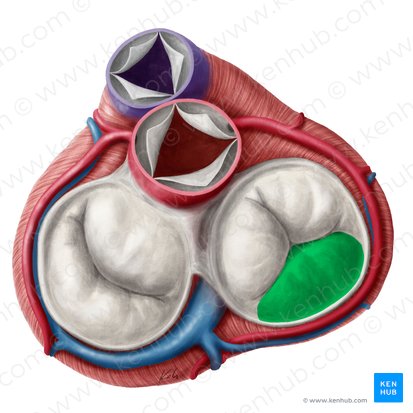 Inferior leaflet of right atrioventricular valve (Cuspis inferior valvae atrioventricularis dextrae); Image: Yousun Koh