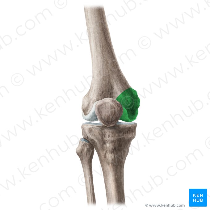 Medial condyle of femur (Condylus medialis ossis femoris); Image: Liene Znotina