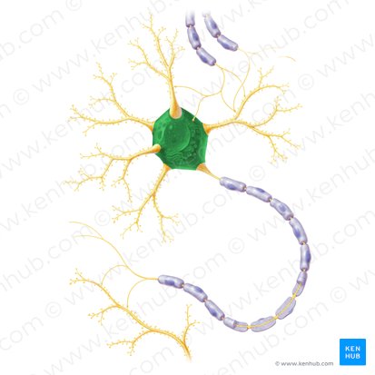 Cell body of neuron (Soma); Image: Paul Kim
