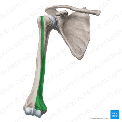 Anteromedial surface of humerus (Facies anteromedialis humeri); Image: Yousun Koh