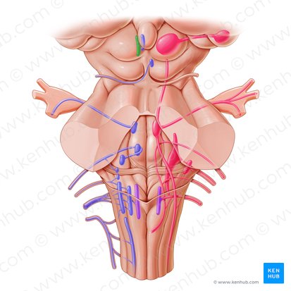 Nucleus of oculomotor nerve (Nucleus nervi oculomotorii); Image: Paul Kim