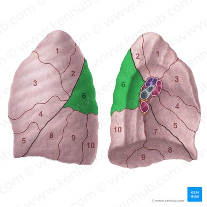 Superior segment of left lung (Segmentum superius pulmonis sinistri); Image: Paul Kim