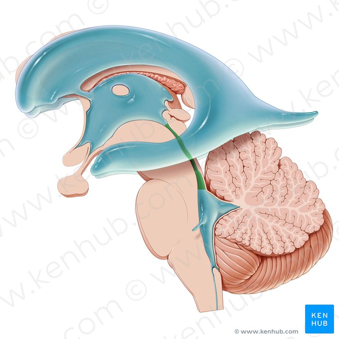 Aqueduto mesencefálico (Aqueductus cerebri); Imagem: Paul Kim