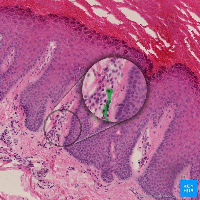 Myelinated axon of Meissner's corpuscle (Neurofibra nonmyelinata corpusculi tactile); Image: 