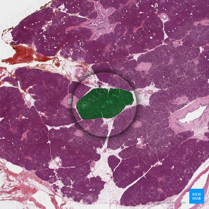 Lóbulo pancreático (Lobulus pancreaticus); Imagen: 