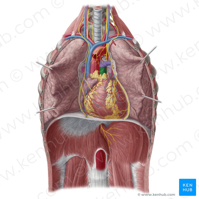 Pulmonary trunk (Truncus pulmonalis); Image: Yousun Koh