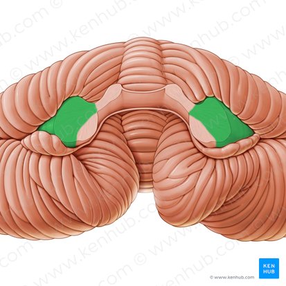 Pedúnculo cerebelar médio (Pedunculus cerebellaris medius); Imagem: Paul Kim