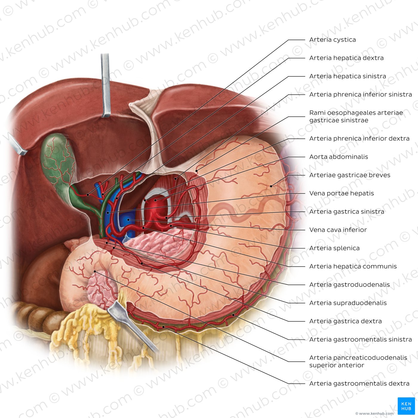 Arterien von Magen, Leber und Milz