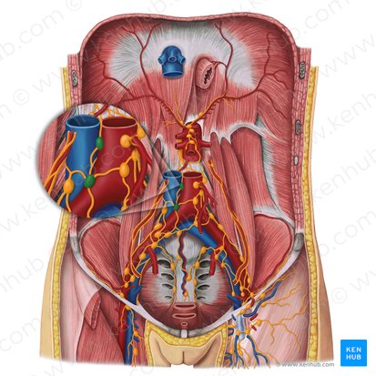 Intermediate lumbar lymph nodes (Nodi lymphoidei lumbales intermedii); Image: Irina Münstermann