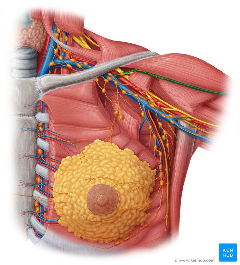 Cephalic vein - ventral view