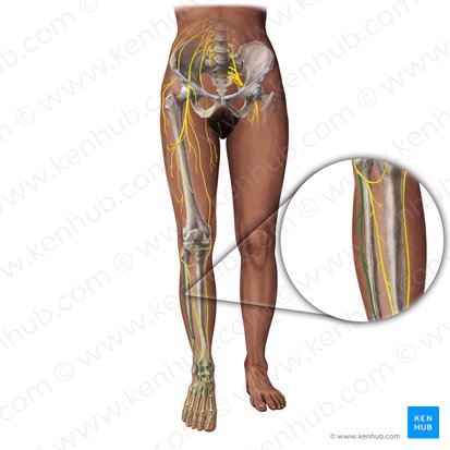 Superficial fibular nerve (Nervus fibularis superficialis); Image: Paul Kim