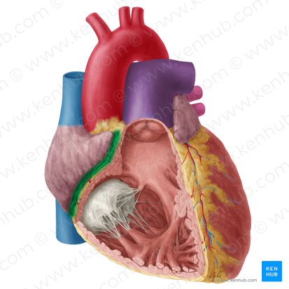Coronary sulcus (Sulcus coronarius); Image: Yousun Koh