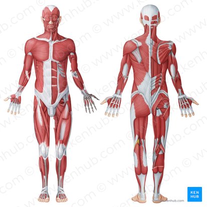 Muscular system; Image: Irina Münstermann