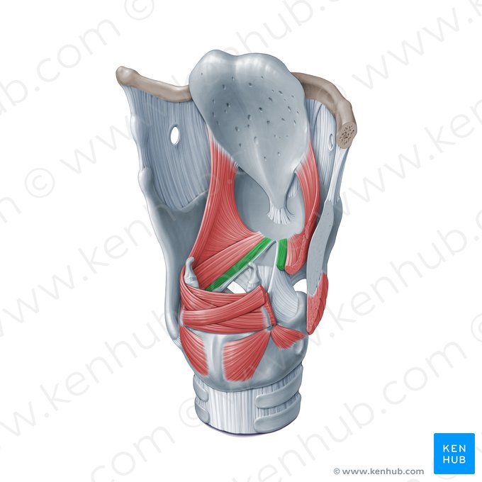 Musculus vocalis (Stimmmuskel); Bild: Paul Kim