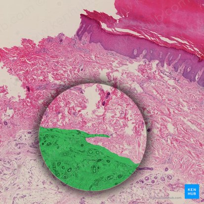 Subcutaneous tissue (Tela subcutanea); Image: 