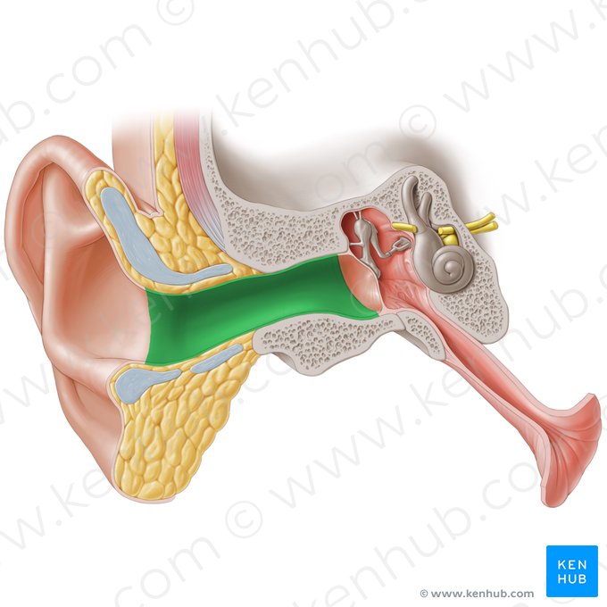 External acoustic meatus (Meatus acusticus externus); Image: Paul Kim