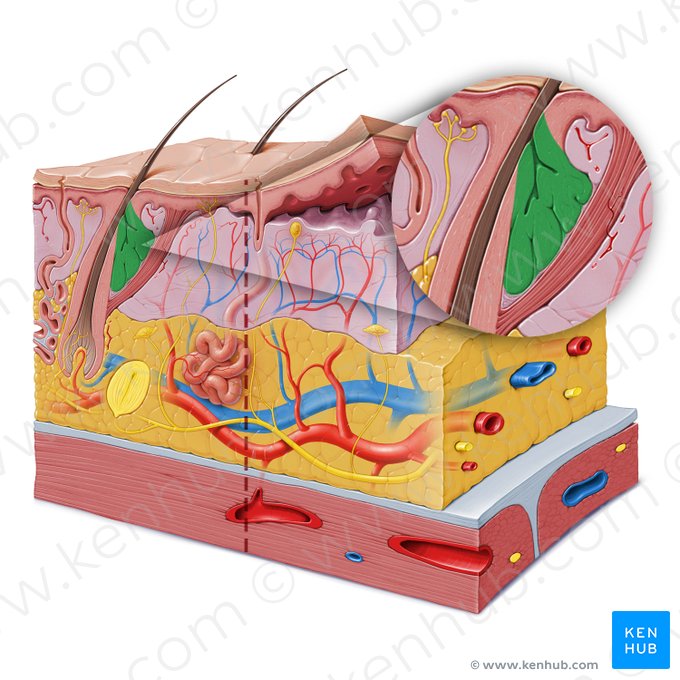 Sebaceous gland (Glandula sebacea); Image: Paul Kim