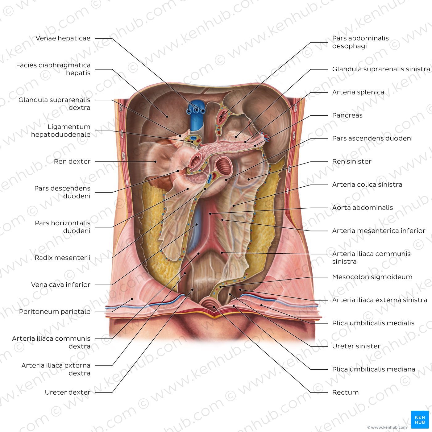 Retroperitoneum - Übersicht