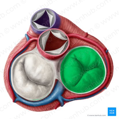 Valva atrioventricular derecha (Valva atrioventricularis dextra); Imagen: Yousun Koh