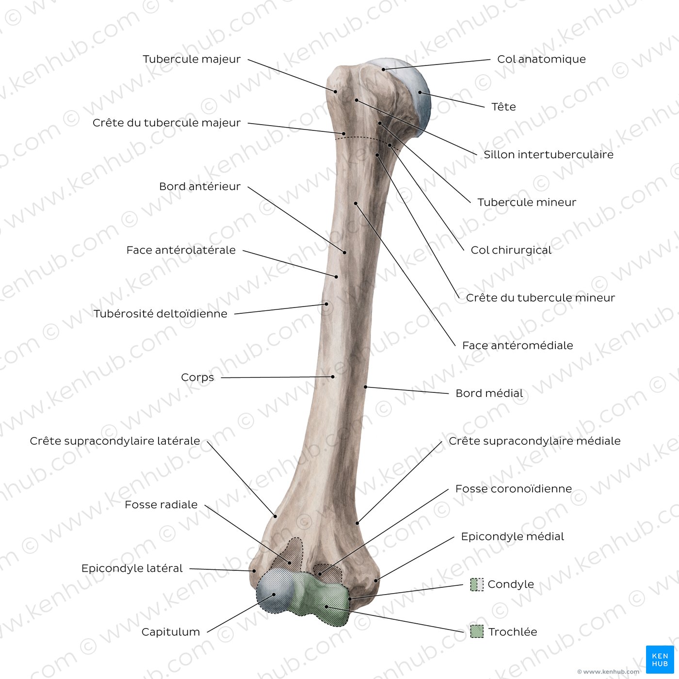 Humerus: Anterior view