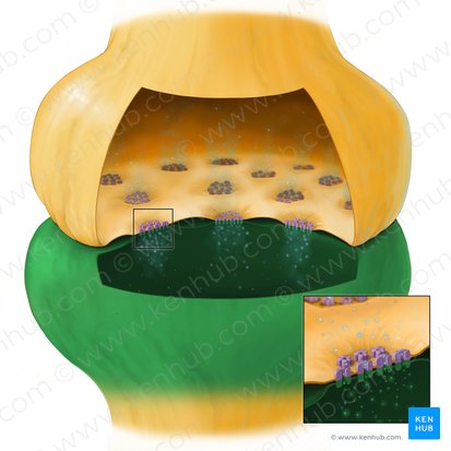 Postsynaptic terminal (Pars postsynaptica synapsis); Image: Tal Bavli Ziv
