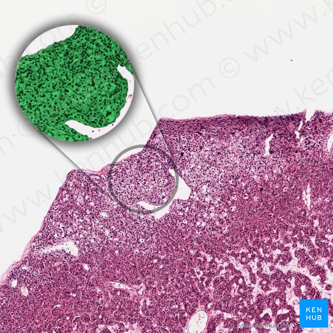 Parathyrocytus endocrinus (Hauptzelle der Nebenschilddrüse); Bild: 