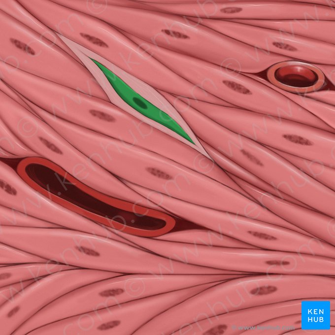Fibroblast (Fibroblastus); Image: Tal Bavli Ziv