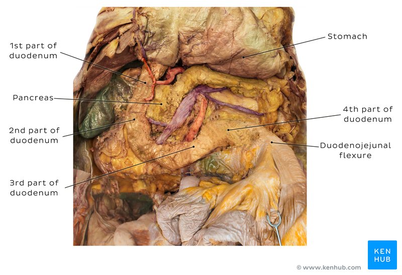 Duodenum in a cadaver