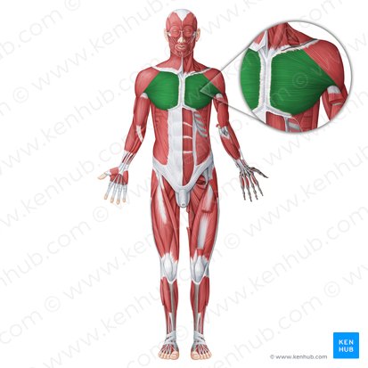 Pectoralis major muscle (Musculus pectoralis major); Image: Irina Münstermann