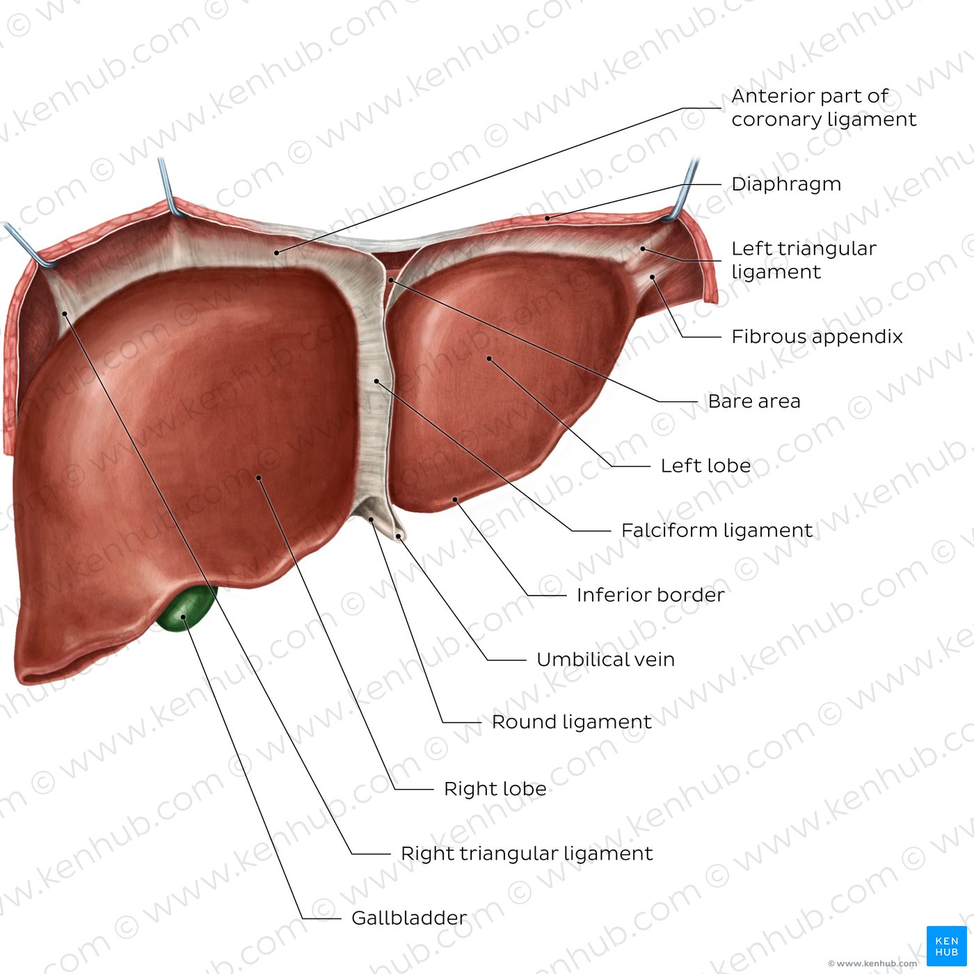 Anterior view of the liver