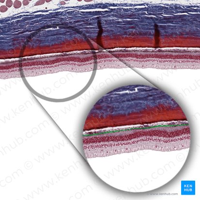 Stratum pigmentosum retinae (Pigmentepithelschicht der Netzhaut); Bild: 