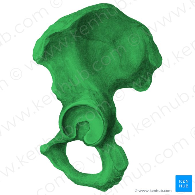 Hip bone (Os coxae); Image: Liene Znotina