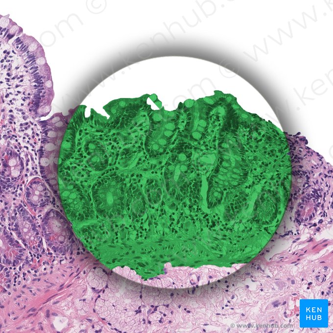 Mucosa (Tunica mucosa); Image: 