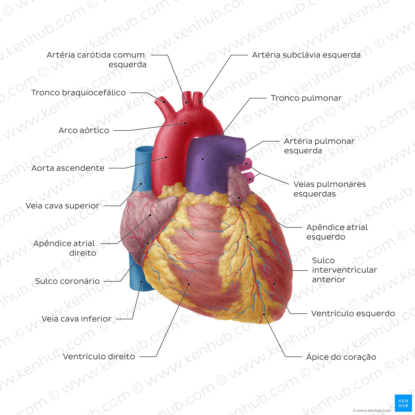 Sternocostal surface of the heart (overview)