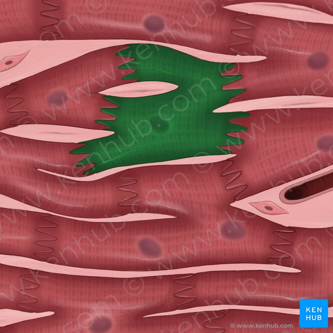 Cardiomyocytus ramosus (Verzweigte Herzmuskelzelle); Bild: Tal Bavli Ziv
